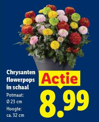 Chrysanten flowerpops in schaal