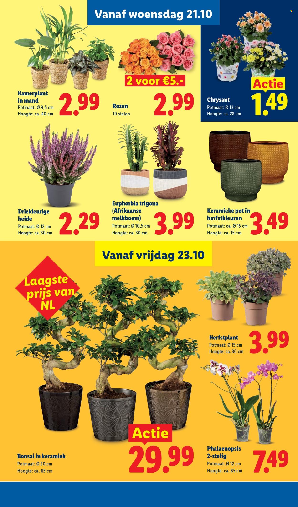 Lidl-aanbieding - 19-10-2026 - 25-10-2026. Pagina 16